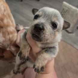 Girl 5 - female Australian Cattle Dog puppy in North Las Vegas, Nevada from Wild Sage Cattle Dogs