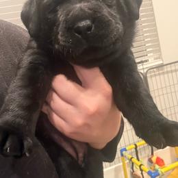Pink girl - Black female Labrador Retriever puppy in Menifee, California from The Golden Leash Kennels