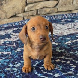 Betty - Sable female Dachshund puppy in Signal Mountain, Tennessee from Hot Diggity Doxens