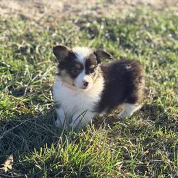 Pink collar - Black and tan female Pembroke Welsh Corgi puppy in Monterey, Tennessee from Co-Pilot Corgis