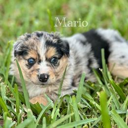 Mario - Miniature Australian Shepherd puppy from Fuller’s Fluffy Friends