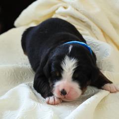 Whisky - Black rust and white male Bernese Mountain Dog puppy in Elkton, Maryland from Bernese Beauties