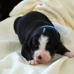 Whisky - Black rust and white male Bernese Mountain Dog puppy in Elkton, Maryland from Bernese Beauties