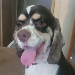Bruce - Cocker Spaniel