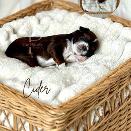 Cider - Sable male Bernedoodle puppy in Tulsa, Oklahoma from The Poodle Co. Raising Doodles & Poodles