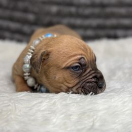 Hunter - Red male Cane Corso puppy in Russellville, Missouri from Soaring Royalty Canines LLC