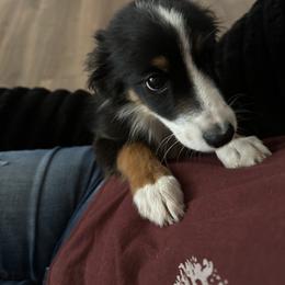 Dice - Black tri male Miniature Australian Shepherd puppy in Show Low, Arizona from Reeds Cattle Co.