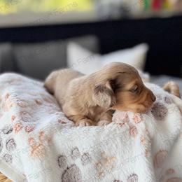 Cinnamon - Dapple female Dachshund puppy in Greenville, North Carolina from The Gorman Farms