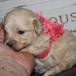 Salsa - Cream female Maltipoo puppy in Arkansas from Brew House