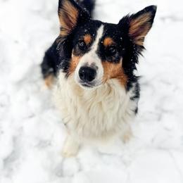 Soul - Tri-color female Border Collie puppy in Lexington, Kentucky from 3-Ring Farms