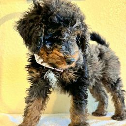 Black Collar Male - Merle male Double Doodle puppy in Killeen, Texas from Parrish Precious Ones Texas