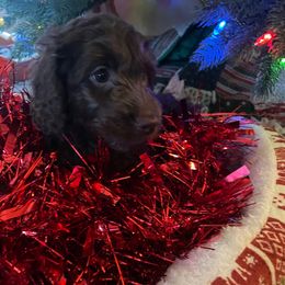 Cuddles - Chocolate female Australian Labradoodle puppy in Eagle, Wisconsin from Fruitful Beginnings,LLC