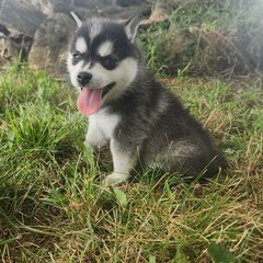 Siku - Black and white male Alaskan Klee Kai puppy in Byron Center, Michigan from Family Friendly Labradors & Klee Kai