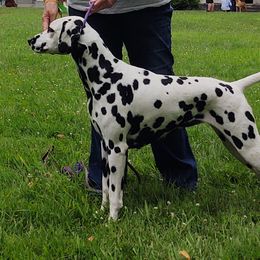 Dalmatians from Z's Dalmatian
