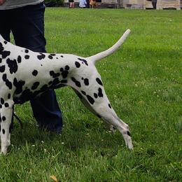 Dalmatians from Z's Dalmatian