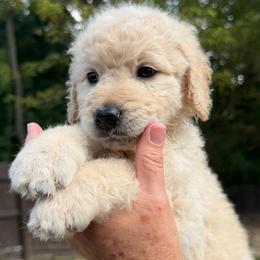 Red Collar - Cream female Goldendoodle puppy in Ringgold, Georgia from Sweet B’s Goldendoodles