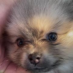 Petals - Orange sable female Pomeranian puppy in Avon Park, Florida from Mariska's Pomeranians