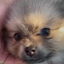 Petals - Orange sable female Pomeranian puppy in Avon Park, Florida from Mariska's Pomeranians
