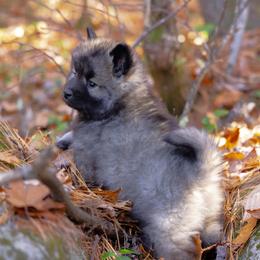 Pomsky Puppies from New World Pomskies