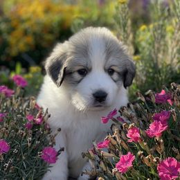 Girl 2 - White and badger female Great Pyrenees puppy in Cedar City, Utah from Forestwood Farms Great Pyrenees