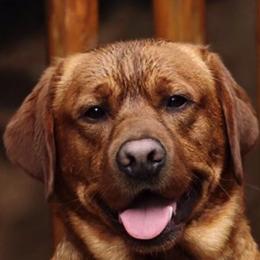 Labrador Retriever All Grown Up from State of Grace Southern Red Labs