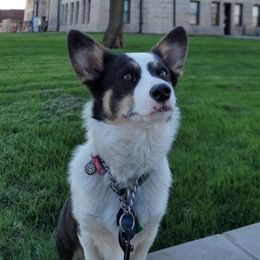 Moxxi - Pembroke Welsh Corgi