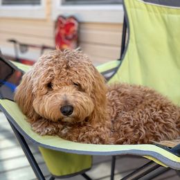Bernedoodle and Goldendoodle All Grown Up from Doodles of North Tx