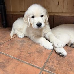 Golden Retriever and Poodle Puppies from Clementi Pearl Golden and Poodle