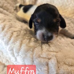 Muffin - Piebald female Dachshund puppy in Lubbock, Texas from Wagging Tails