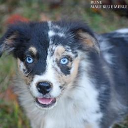 Rune - Blue merle male Miniature Australian Shepherd puppy in Patterson, North Carolina from DreamLine Aussies