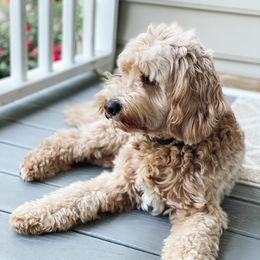 Maple - Goldendoodle