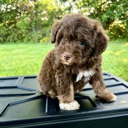 Preston - Brown male Schnoodle puppy in Warrensburg, Missouri from Dreamer Ridge Puppies
