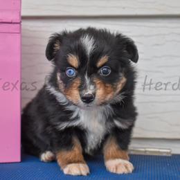 Val - Black tri female Toy Australian Shepherd puppy in Lubbock, Texas from Texas Bluebonnet Herders