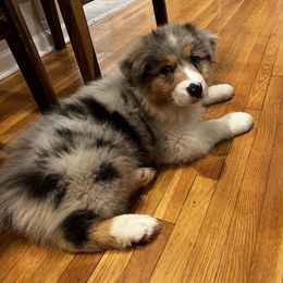 Sandcastle BMM - Blue merle Australian Shepherd puppy in Kansas City, Kansas from A Beautiful Soul Aussies