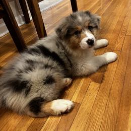 Sandcastle BMM - Blue merle Australian Shepherd puppy in Kansas City, Kansas from A Beautiful Soul Aussies
