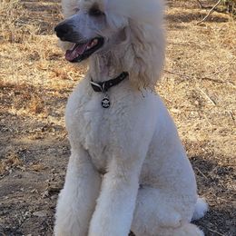 Poodles from AKC Standard Poodle Puppies and Studs