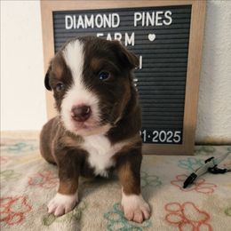 Grey - Red tri-color male Australian Shepherd puppy in Camp Verde, Arizona from Diamond Pines Farm