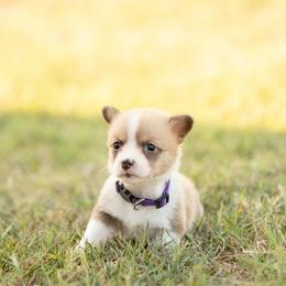 Purple collar female- Rosalina - Sable female Pembroke Welsh Corgi puppy in Waverly Hall, Georgia from 6g Ranch Corgis