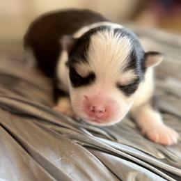 Dolly - Tri-color female Pomsky puppy in Spokane Valley, Washington from Northern Blue Pomskies