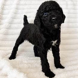 Fudge - Black female Poodle puppy in Calimesa, California from Teakwoodpoodleofsocal