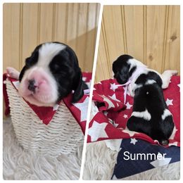 Summer - Black and white female English Springer Spaniel puppy in Freeland, Michigan from McNally's Springer Spaniels