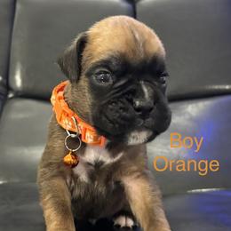 Seeley - Fawn male Boxer puppy in Cicero, New York from MK Boxer Haven of CNY