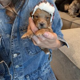 Forest - Apricot male Goldendoodle puppy in Millville, California from Hope Lane Kennels