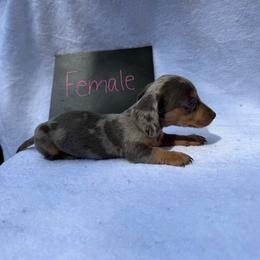 Girl 2 - Dapple female Dachshund puppy in Stilwell, Oklahoma from Johnson Dachshund’s