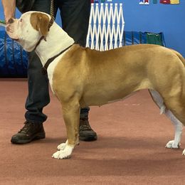 American Bulldog Puppies from Beth’s Bullys