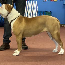 American Bulldog Puppies from Beth’s Bullys