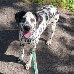 Athena - Dalmatian