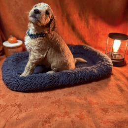 Goldendoodle Puppies from Unike Puppies