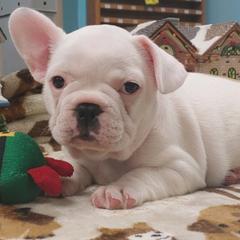 French Bulldogs from Groomingdales