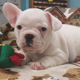French Bulldogs from Groomingdales